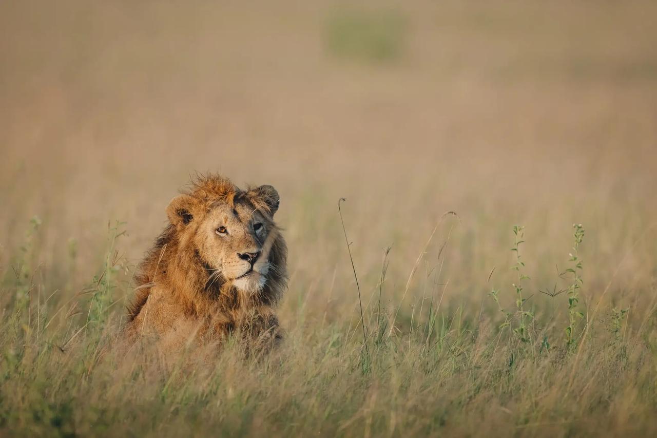 A young male lion resting in the open Maasai Mara grasslands