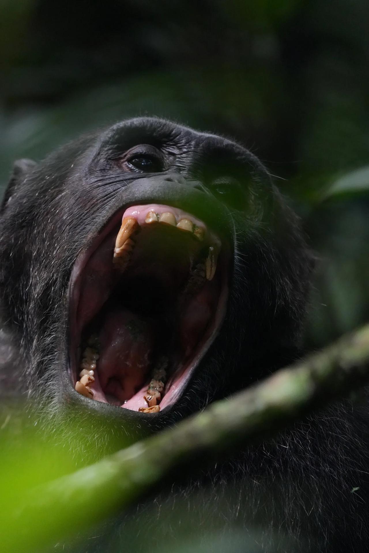 A chimpanzee calls through the forest canopy