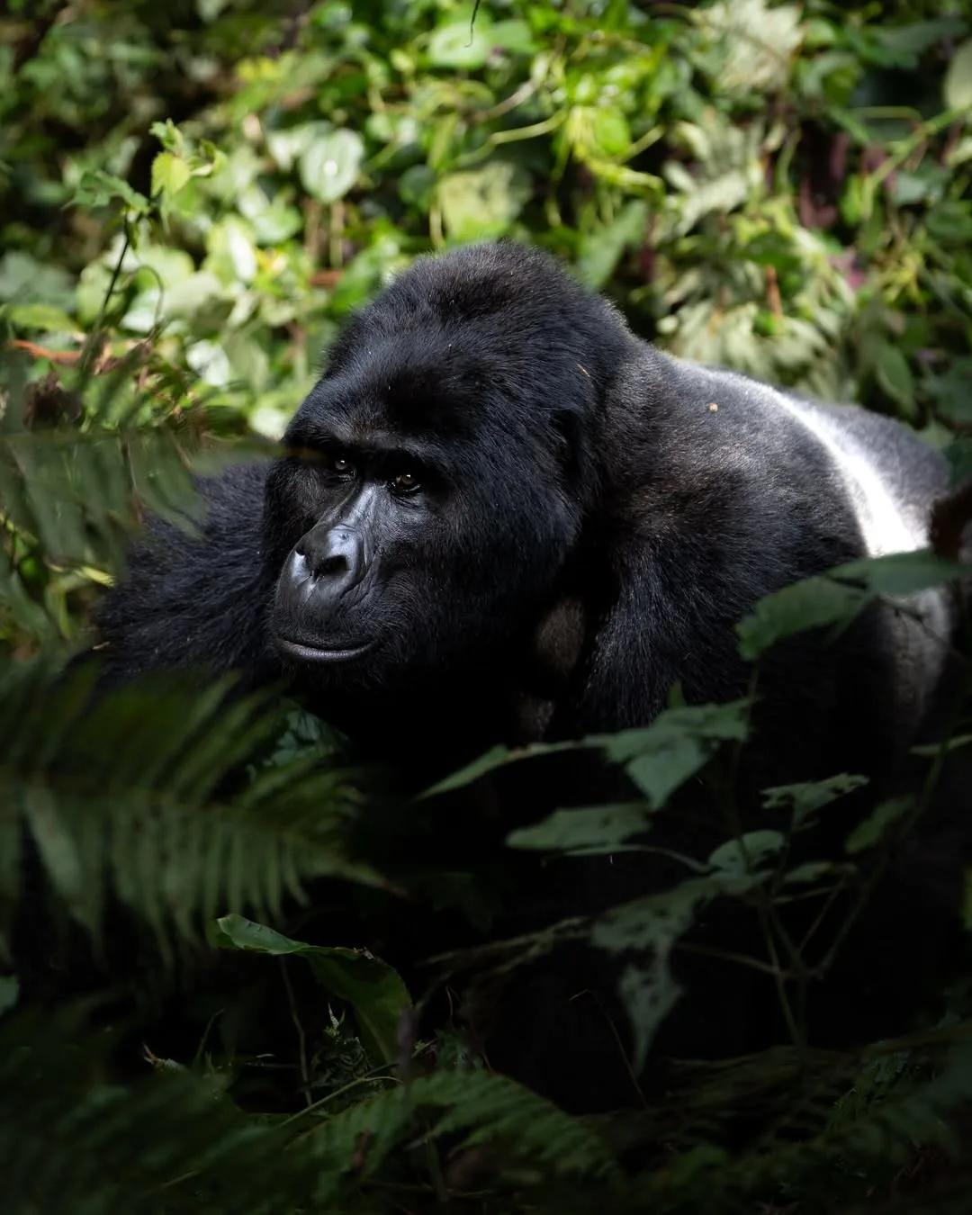 A silverback rests in the deep green of the forest