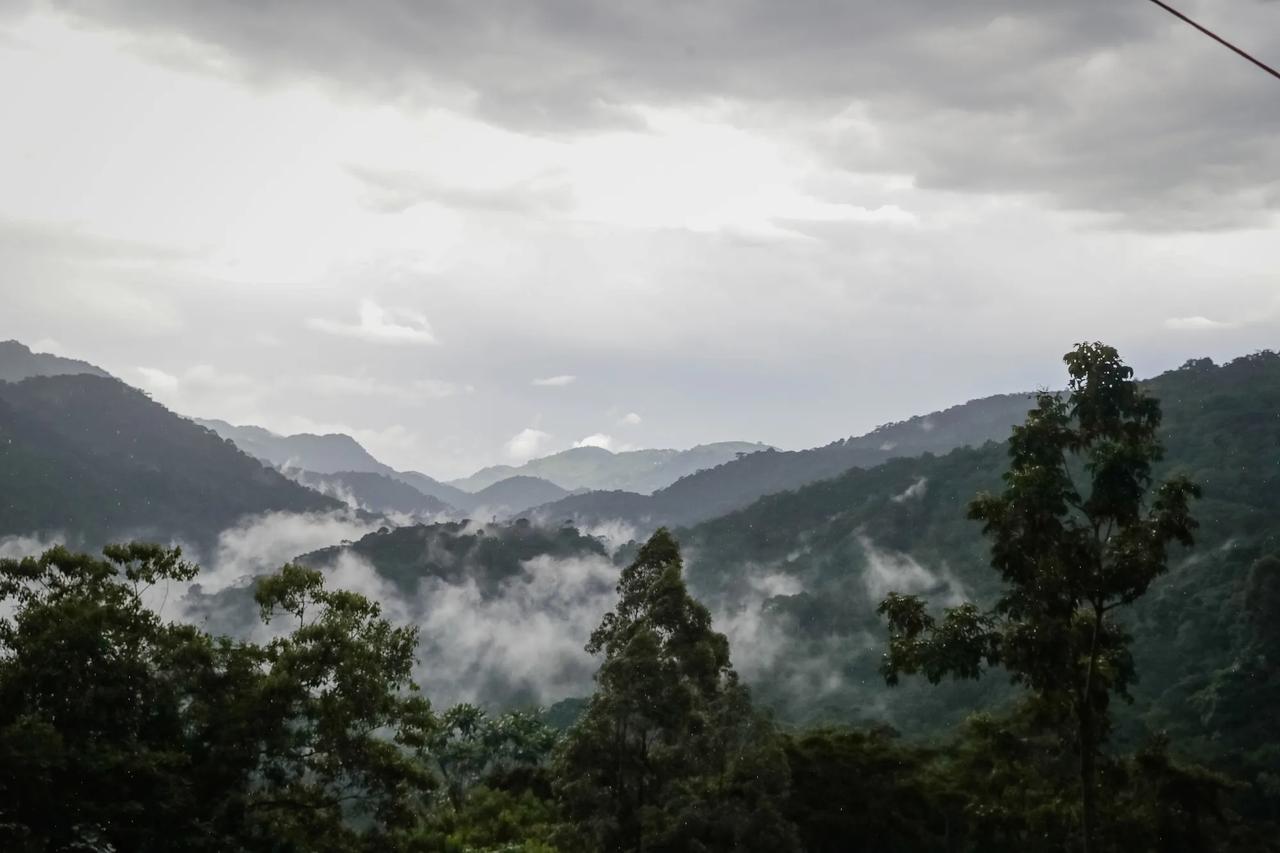 Morning mist hangs over the forested hills of gorilla country