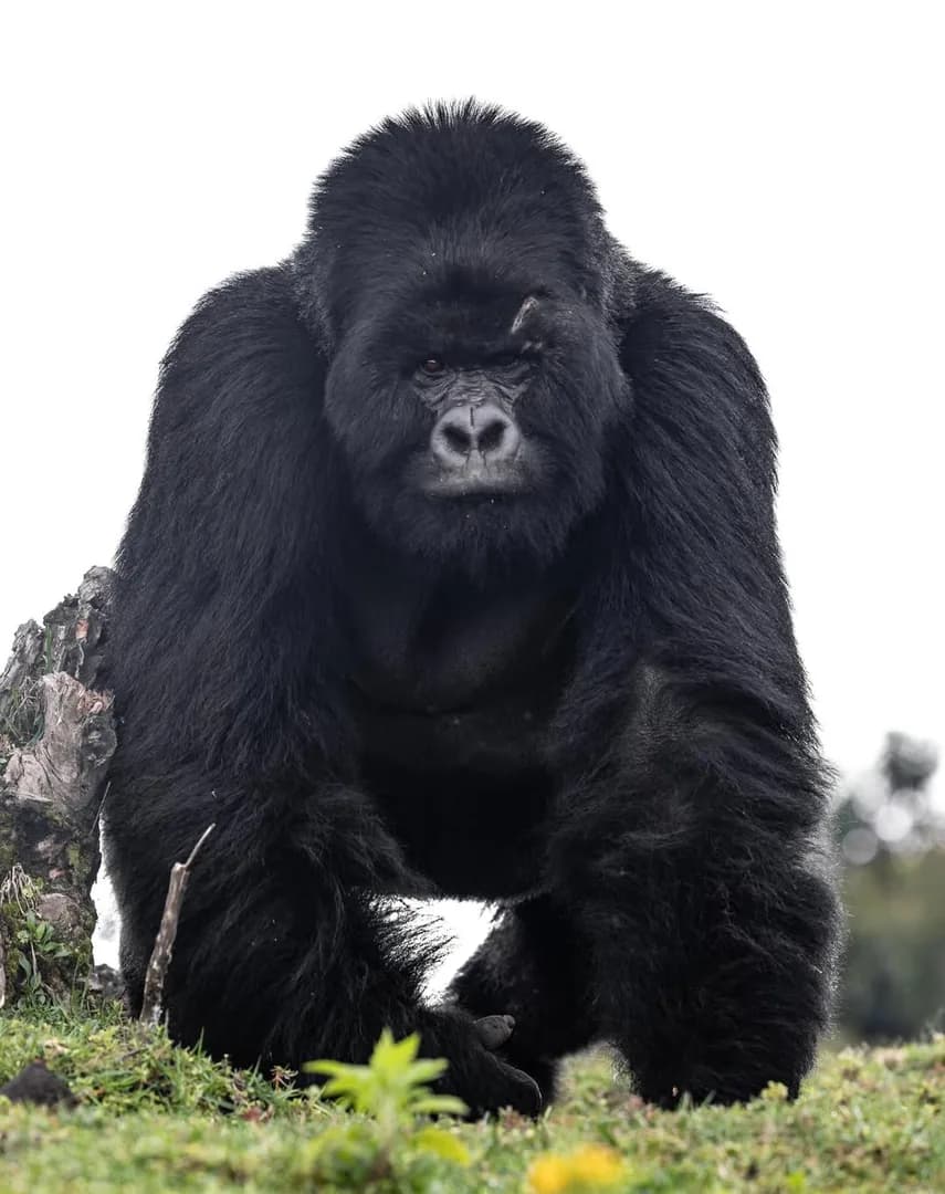A silverback mountain gorilla photographed in low forest light