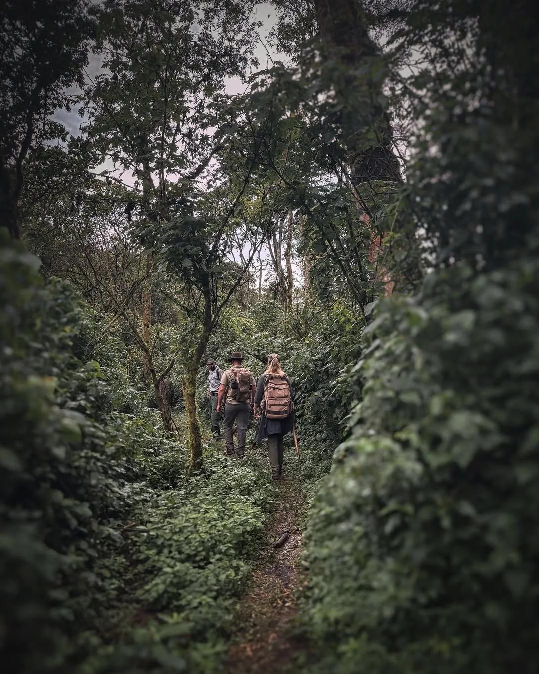 A trekking party climbs the forest trail