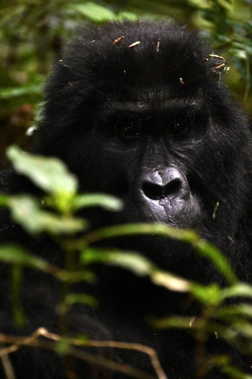 A mountain gorilla watches from the dense green undergrowth