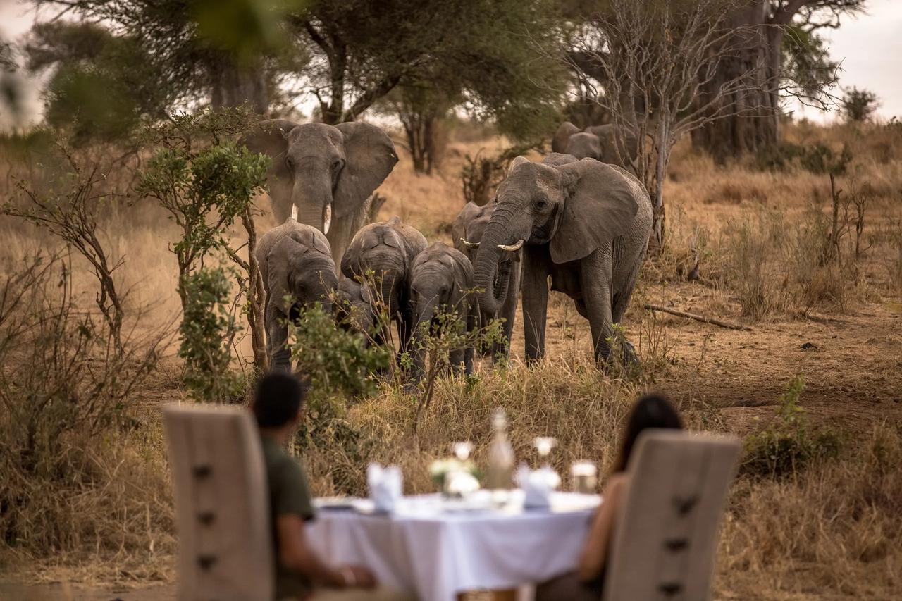 A breakfast table stands laid in the bush as an elephant family passes behind