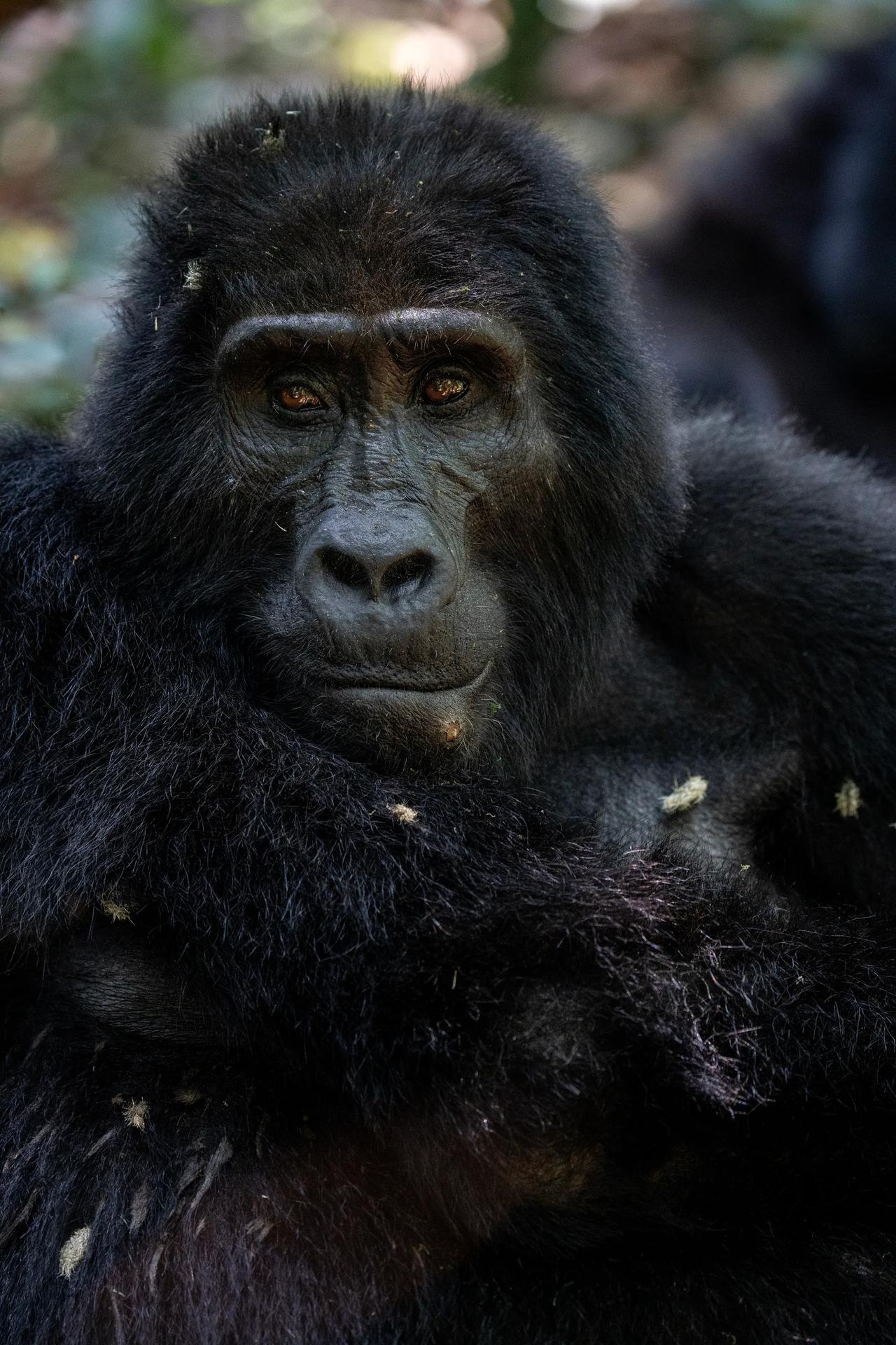 A mountain gorilla in Bwindi looks toward the camera, dark fur lit from the side