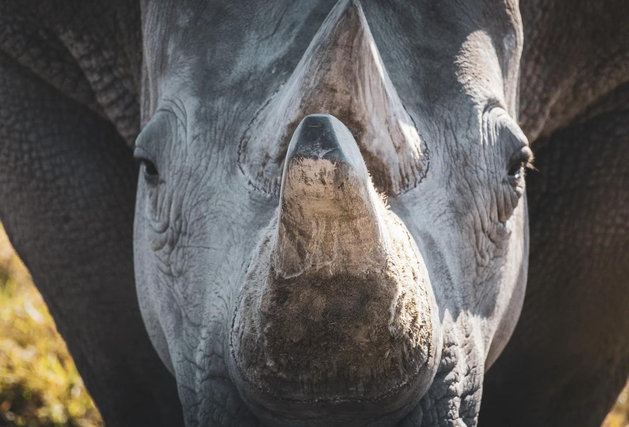 A southern white rhino at close quarters