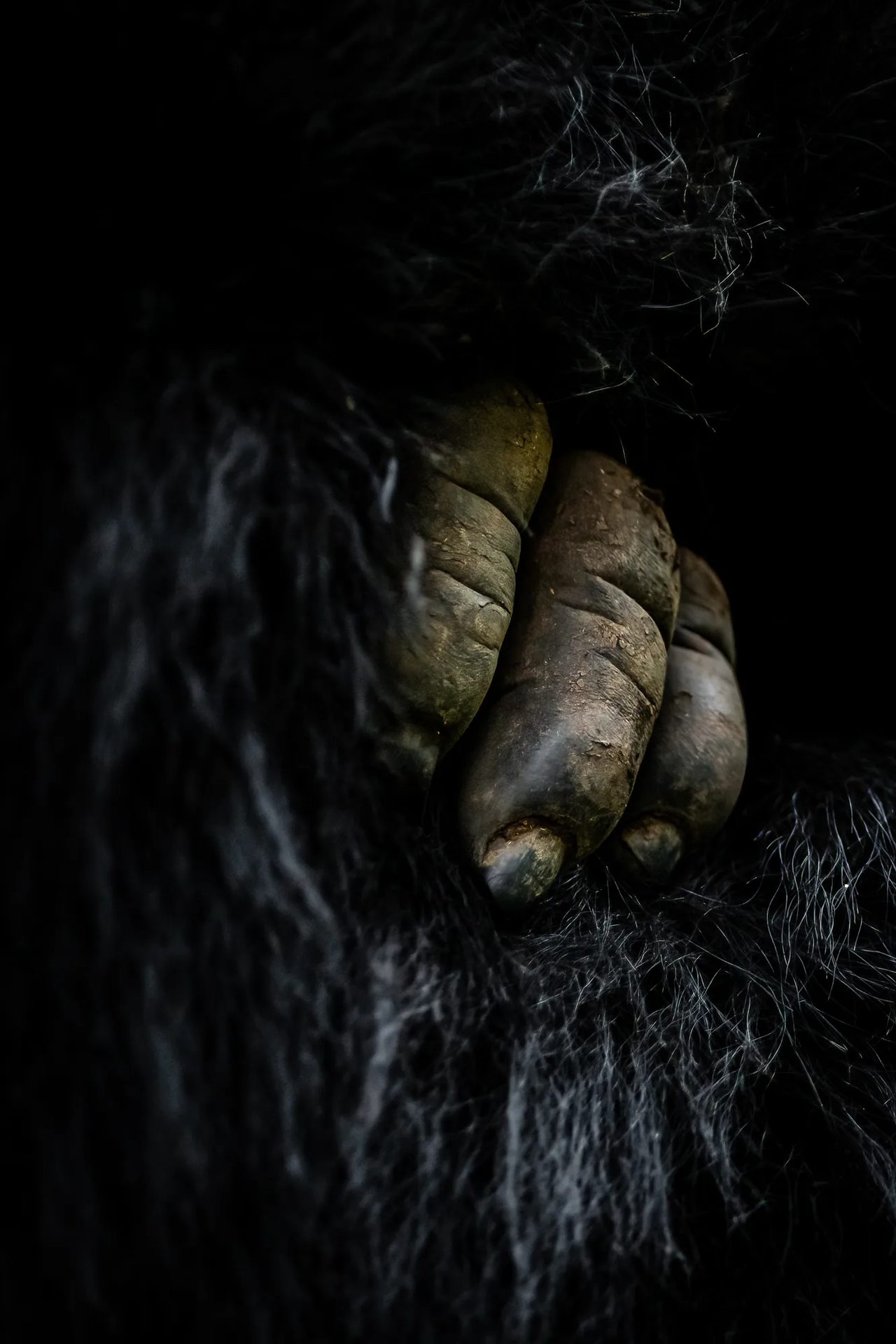 The hand of a mountain gorilla, deep in its fur
