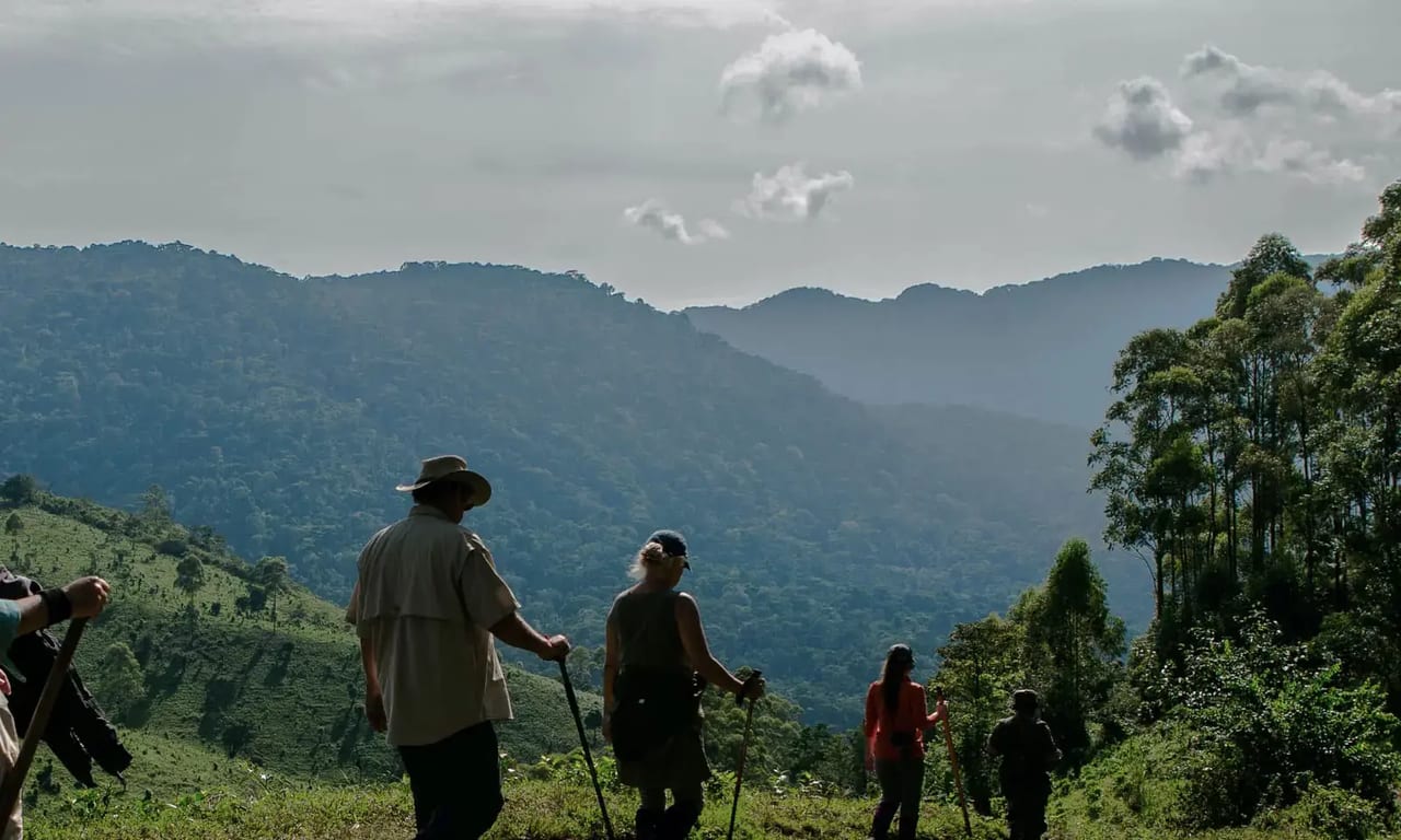 Gorilla trekking party walking along a misty ridge in Bwindi Impenetrable Forest