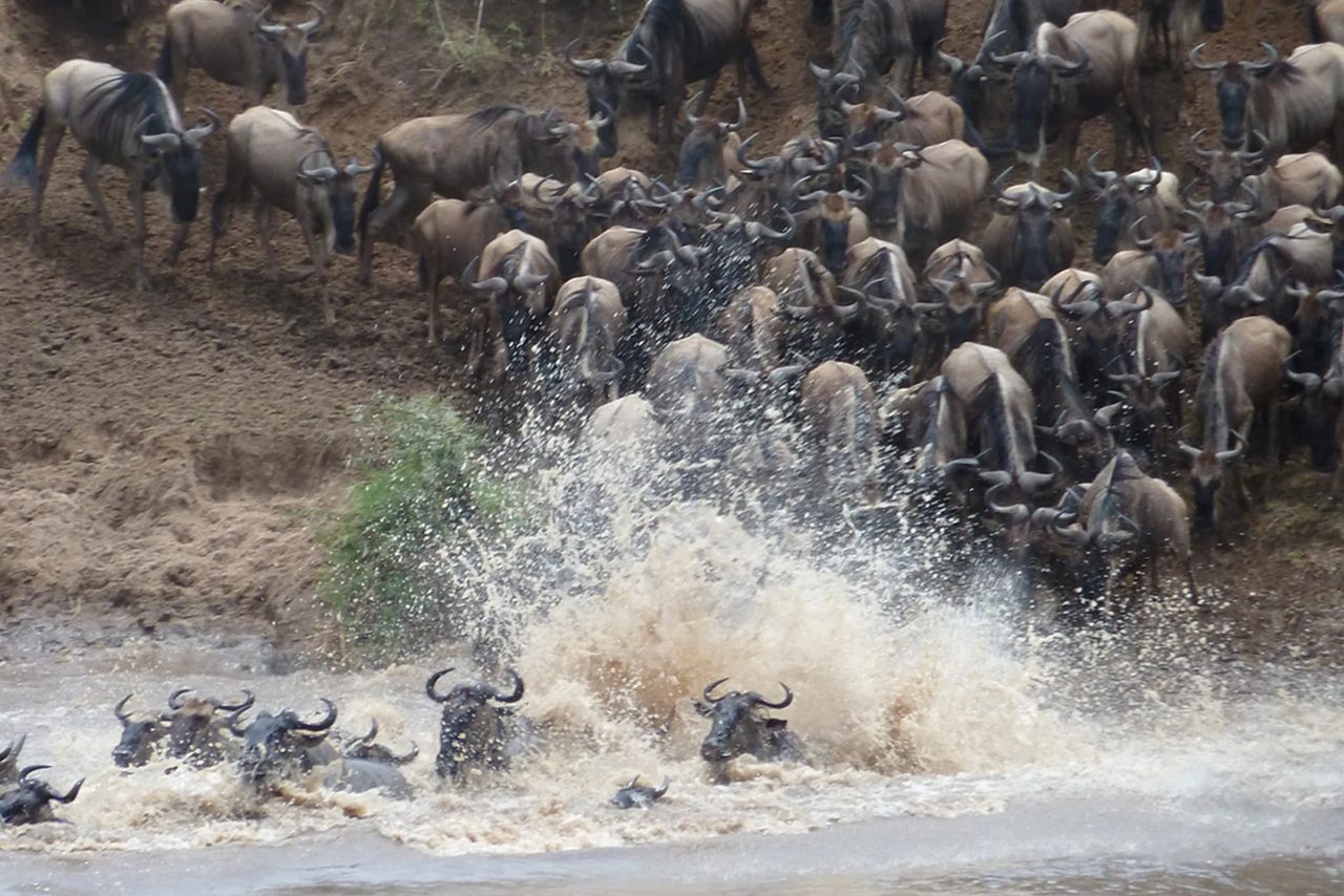 Wildebeest gathering on the bank of the Mara River in the northern Serengeti