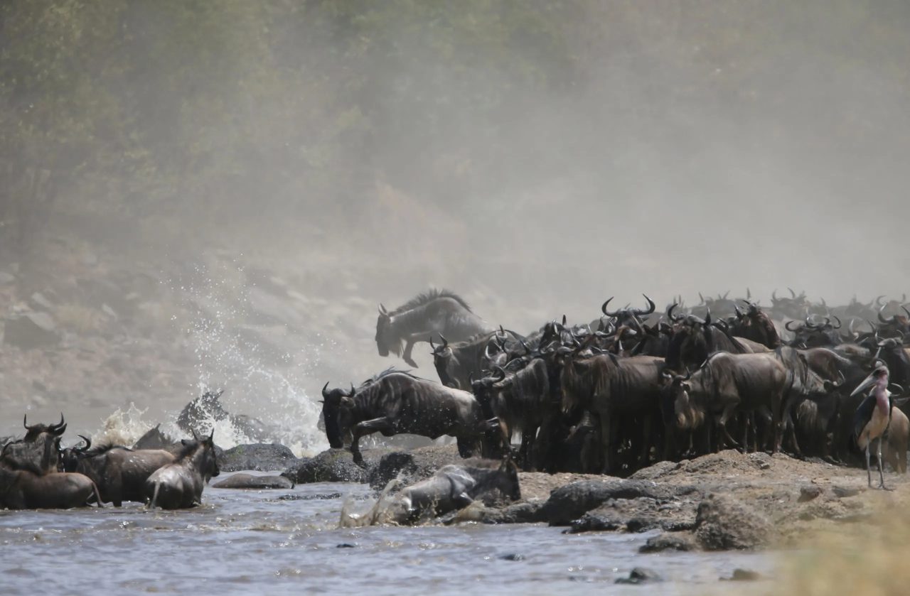 Wildebeest churn through the river in the northern crossing country
