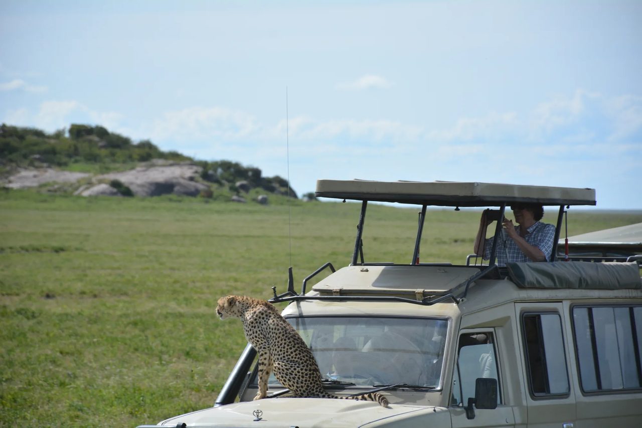 A cheetah rests on the bonnet of a safari vehicle while a guest photographs from the roof hatch