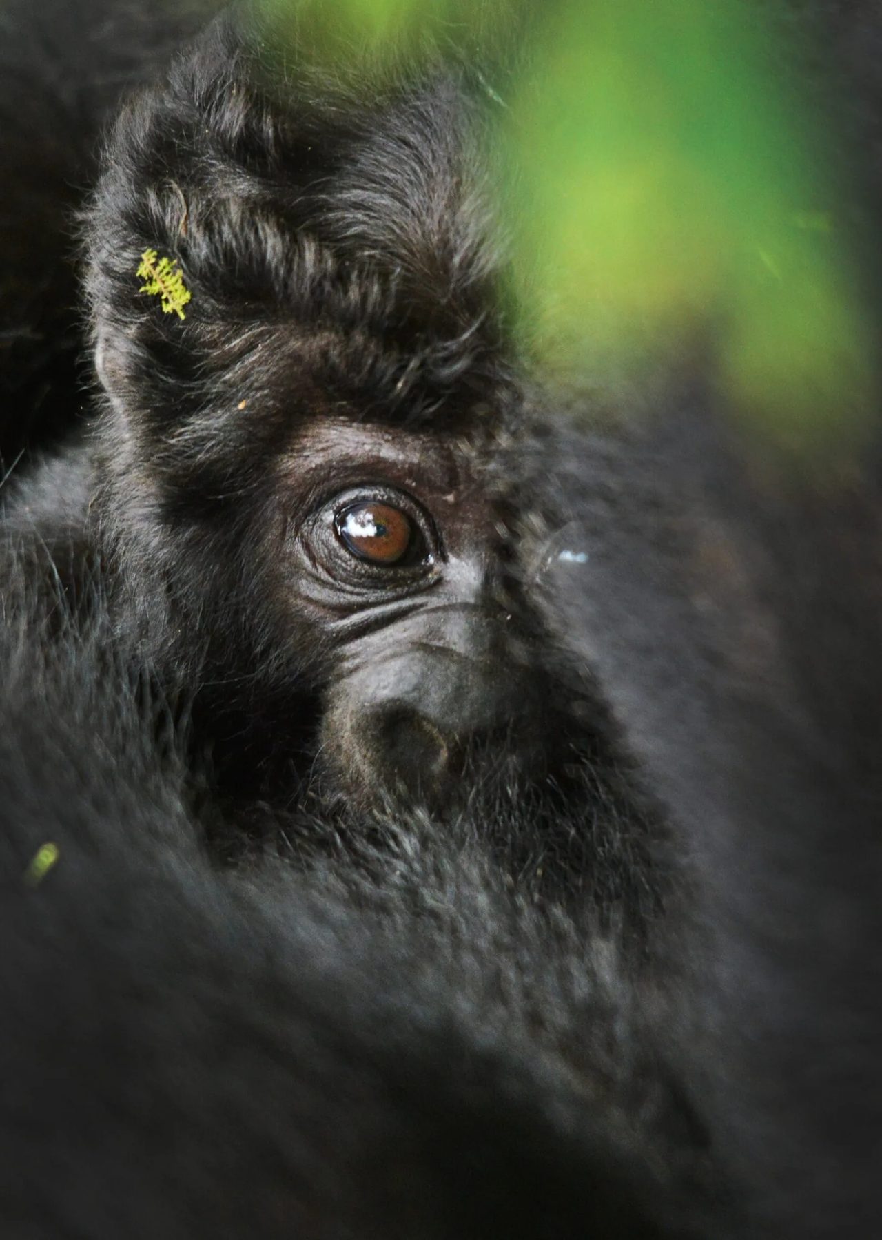 A young gorilla's eye catches the light of the forest