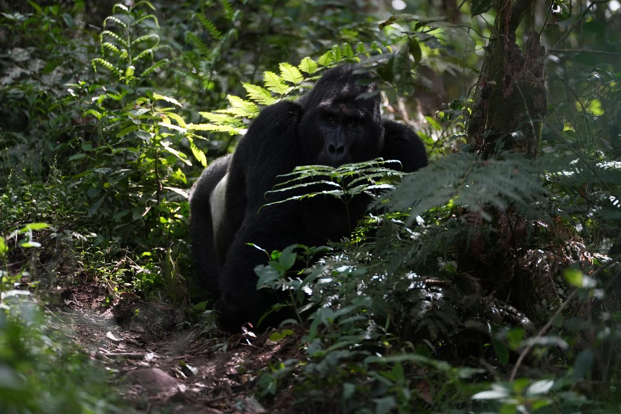 A silverback mountain gorilla sits among ferns in sun-dappled forest, looking toward the camera.