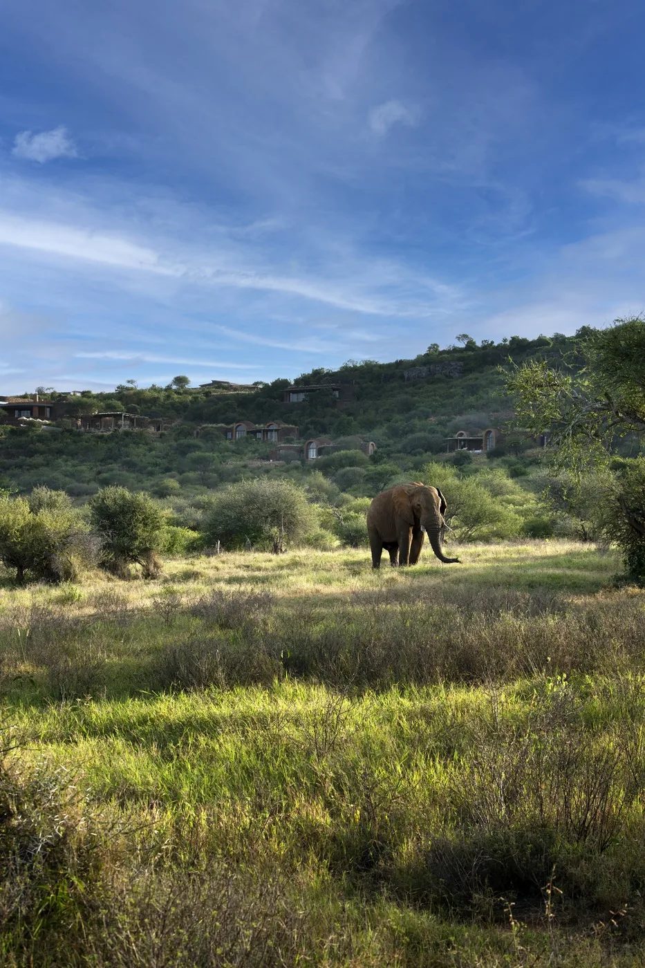 An elephant grazing green wetland in southern Kenya