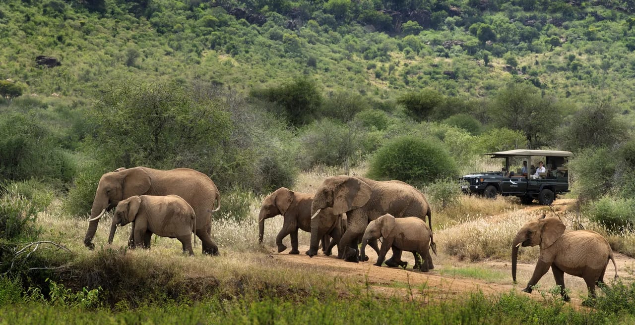 Elephants crossing the track beside a safari vehicle in Laikipia
