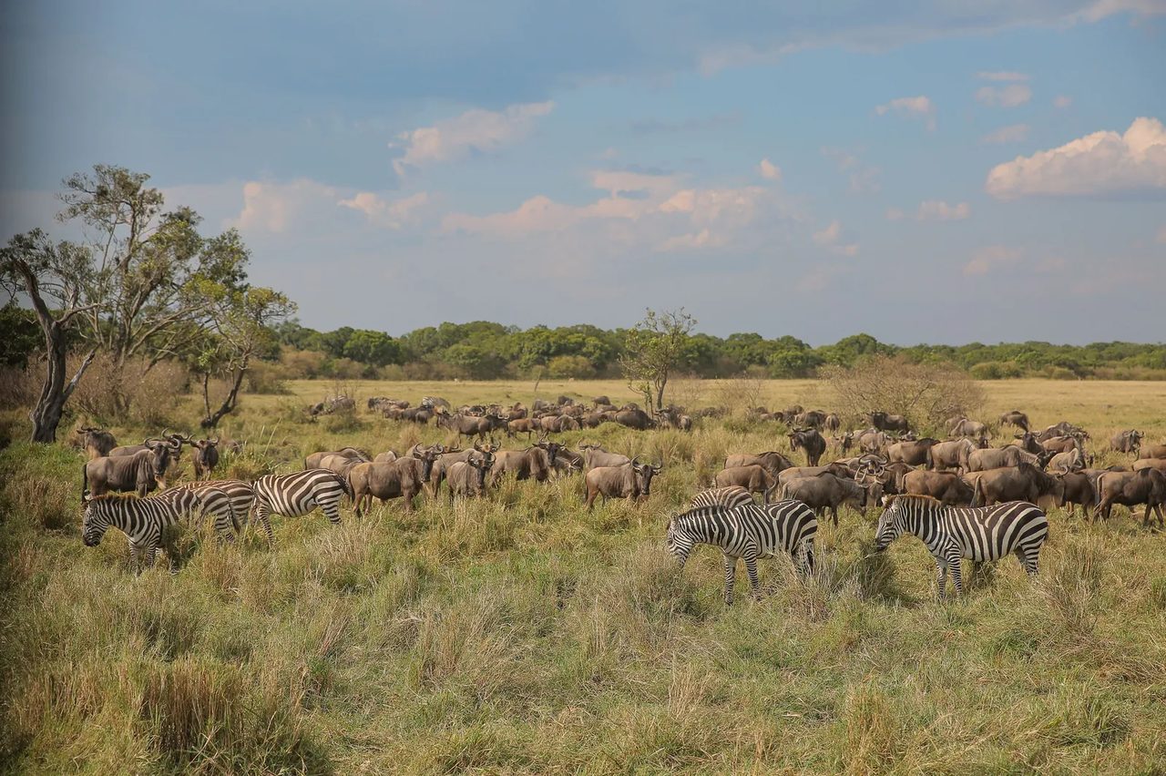 Zebra and wildebeest on green plains in the Maasai Mara