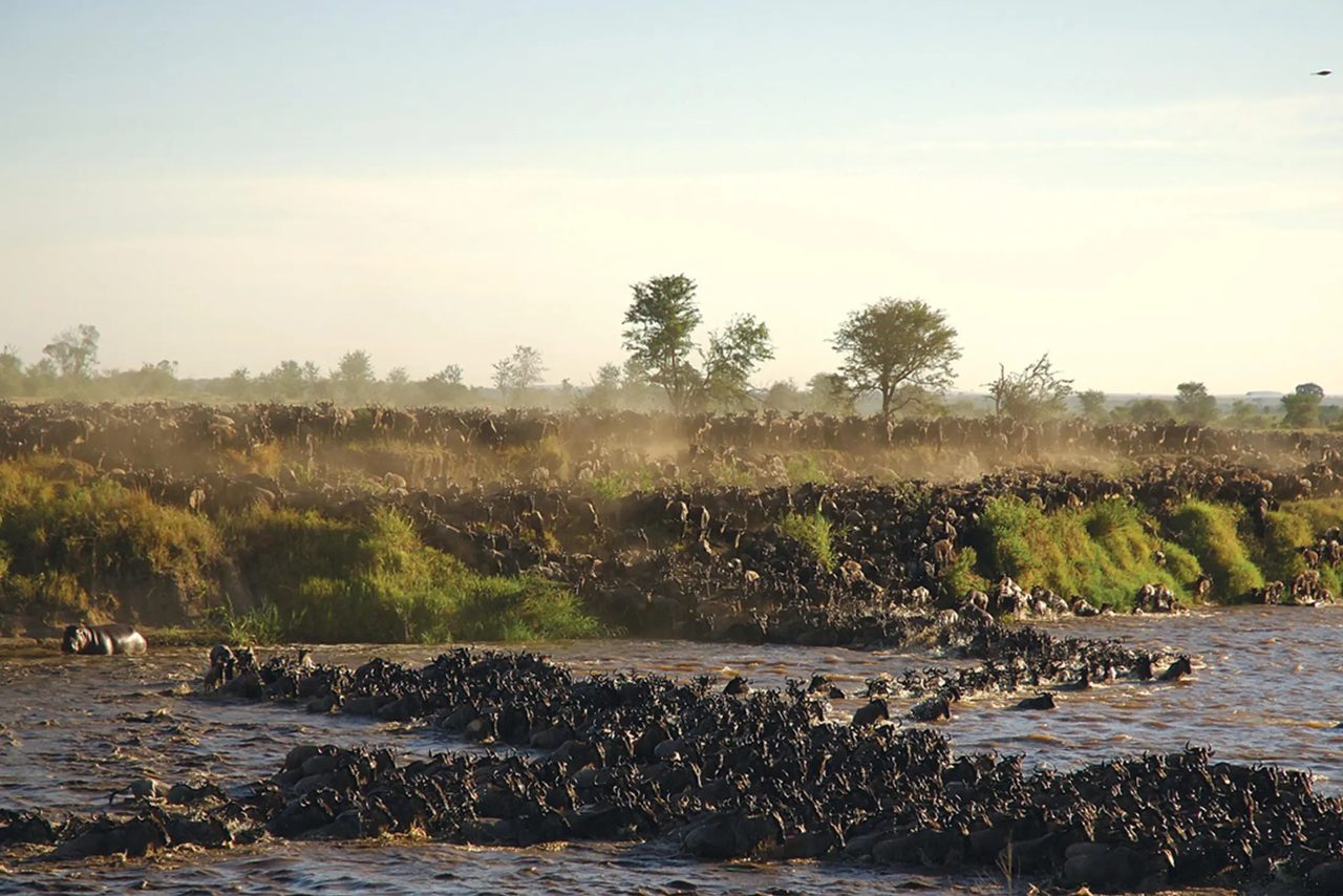 Wide view of wildebeest crossing a river in the northern Serengeti
