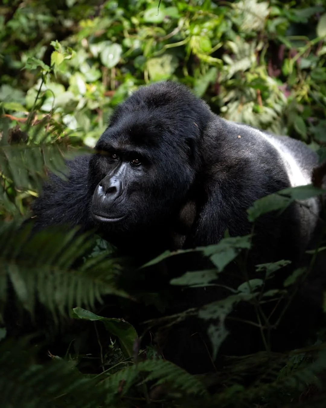 A silverback rests in the deep green of the forest