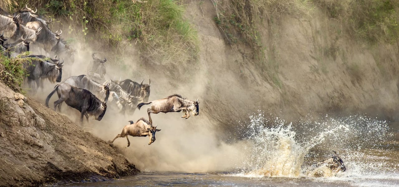 Wildebeest plunging down the bank of the Mara River in the northern Serengeti