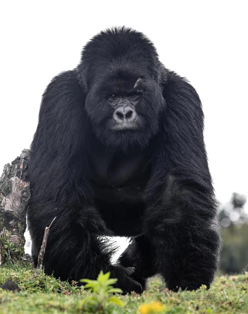 A silverback mountain gorilla photographed in low forest light