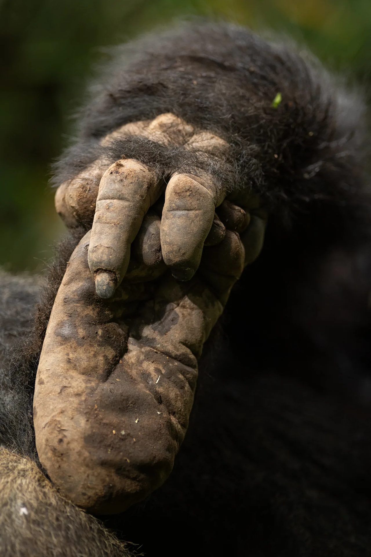 The hand of a mountain gorilla, photographed on a trek in Volcanoes National Park