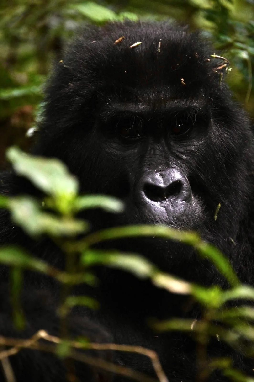 A mountain gorilla watches from the dense green undergrowth