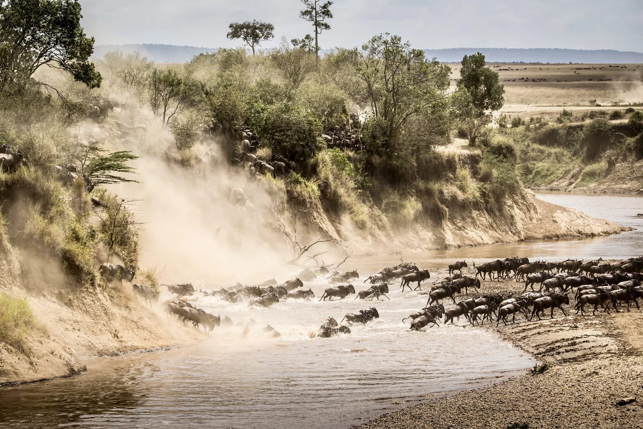 Wildebeest pouring down a dusty riverbank during the migration