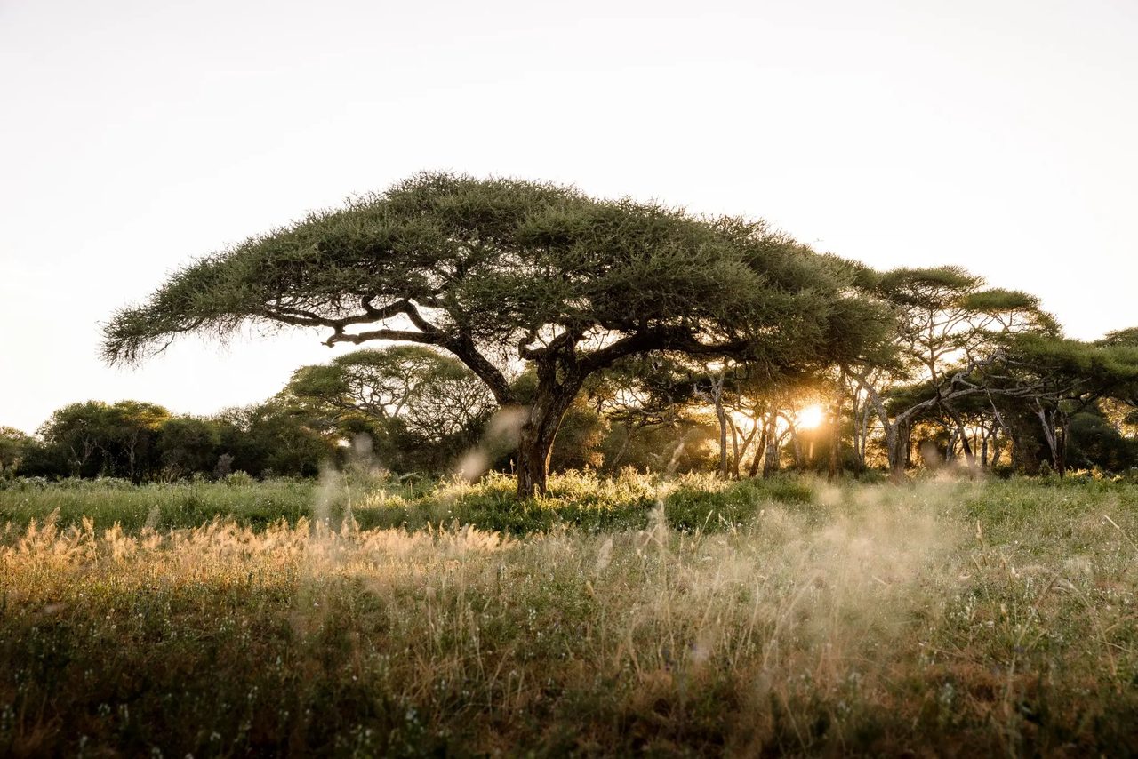 Sunrise over acacia woodland in Tarangire National Park