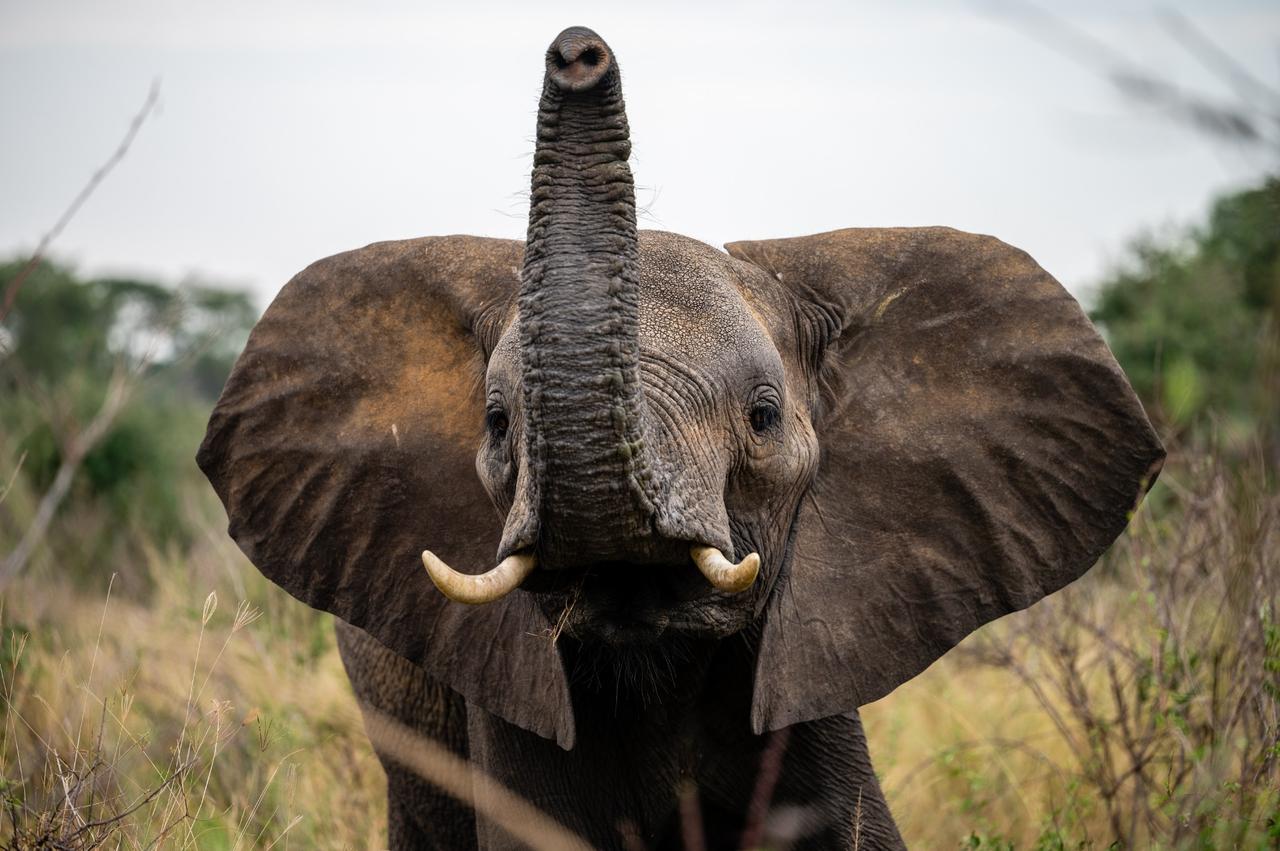 An elephant close to the vehicle in Tarangire National Park