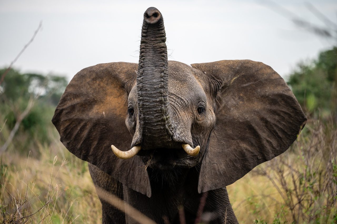 An elephant close to the vehicle in Tarangire National Park