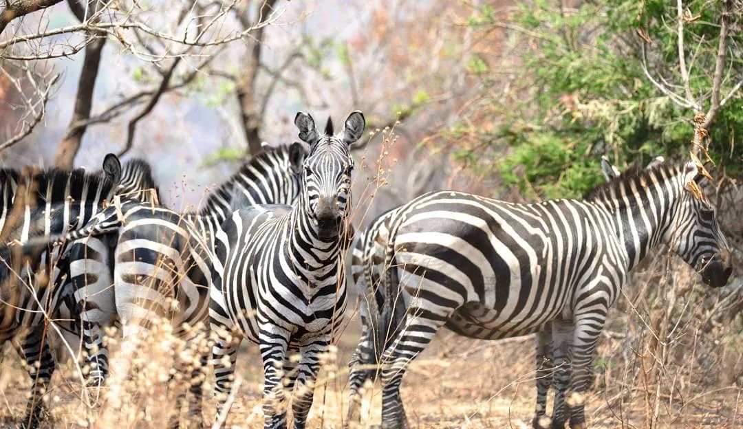 Zebra graze in Akagera's lake country
