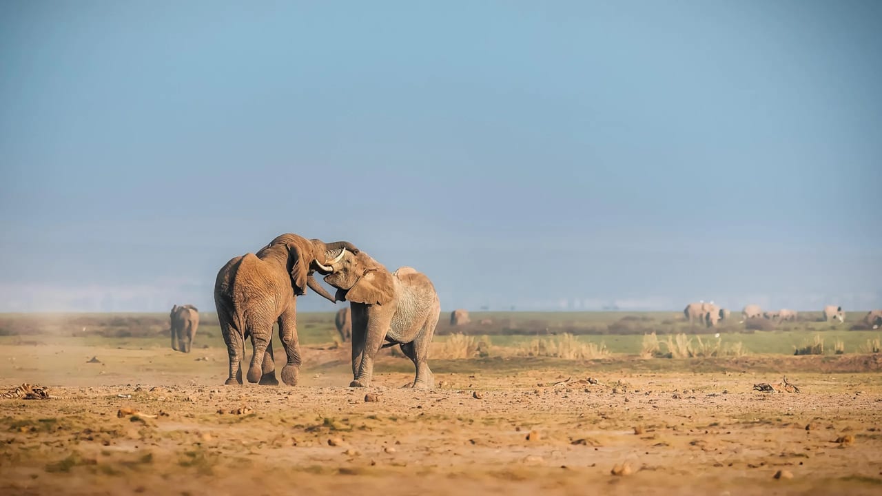 Elephants on the open plains of Amboseli National Park