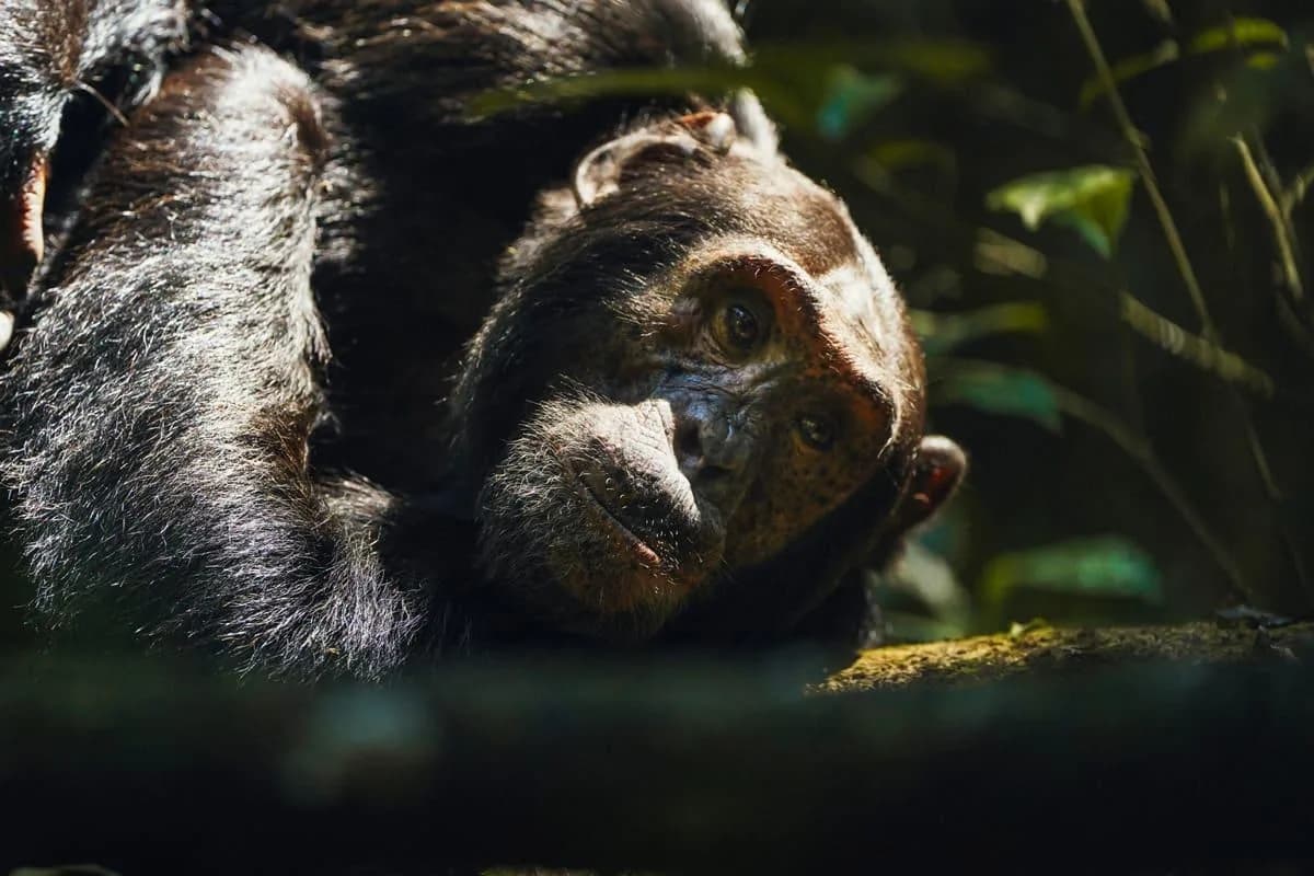 A chimpanzee rests in the Kibale canopy light