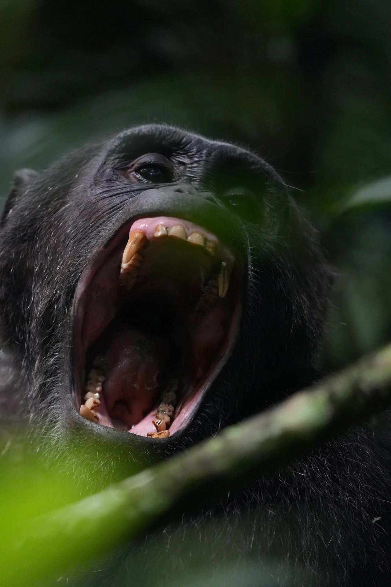 A chimpanzee calls through the forest canopy