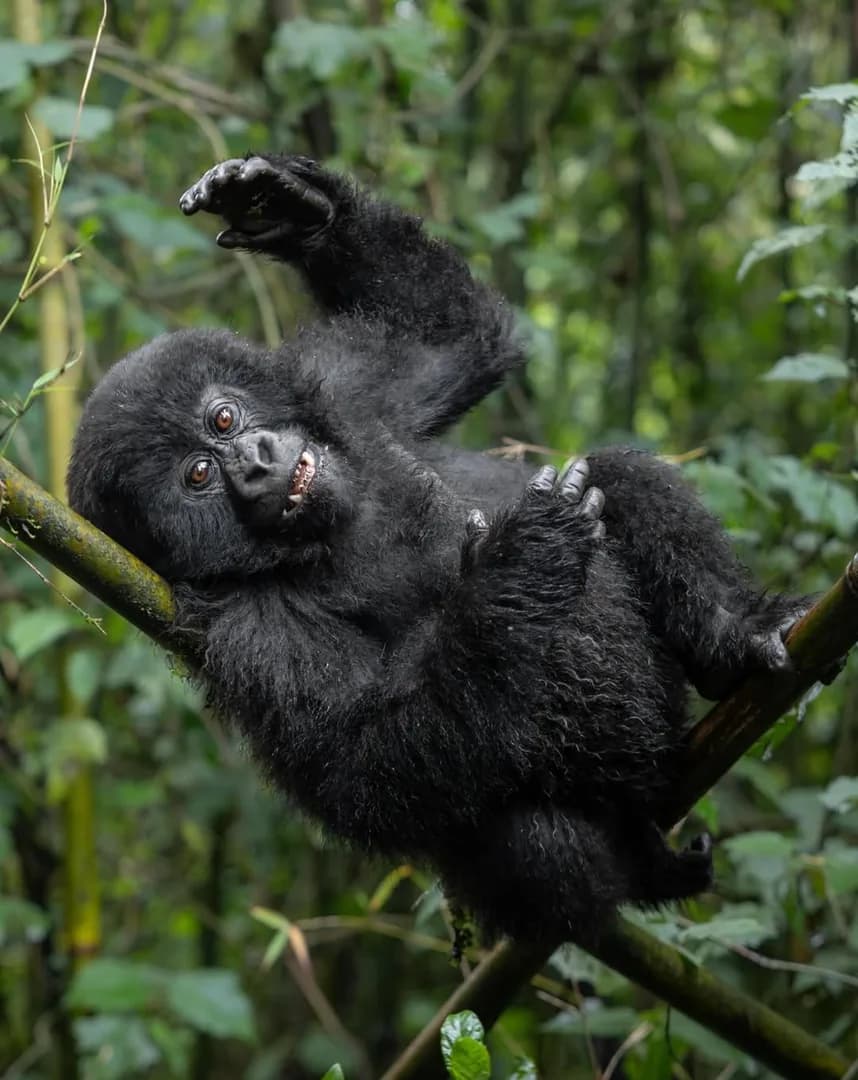 A young gorilla climbs through the vines