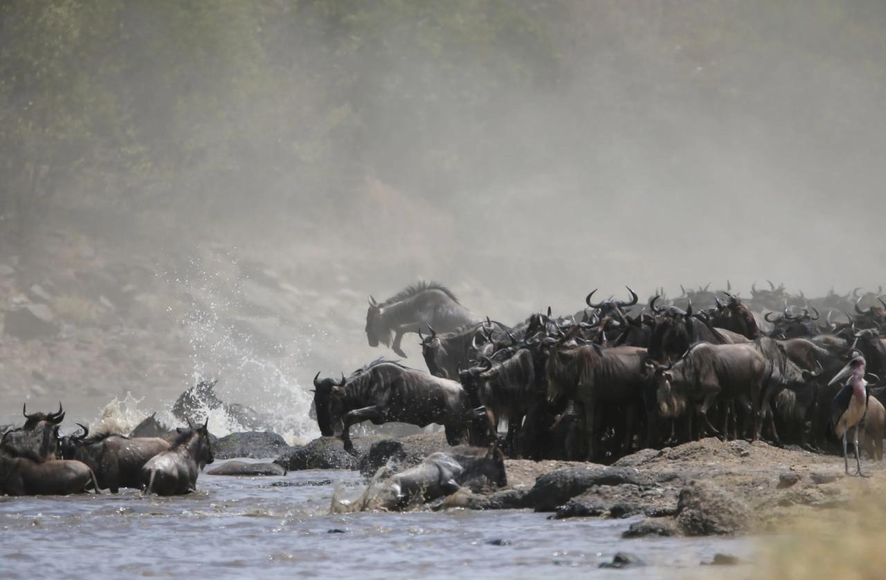 Wildebeest churn through the river in the northern crossing country