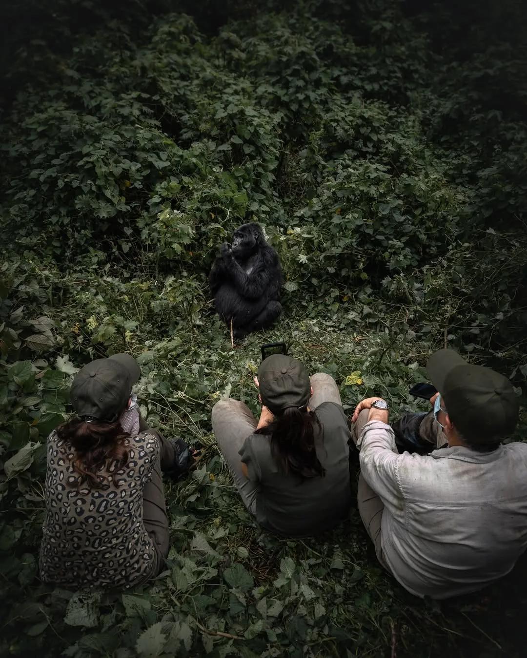 Trekkers watch a gorilla family from the vegetation