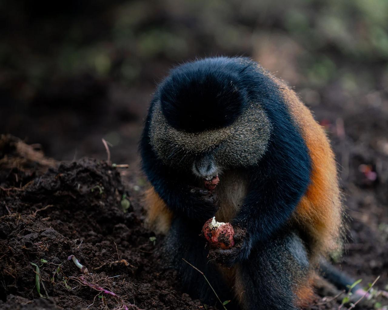 A golden monkey feeds in the bamboo forest