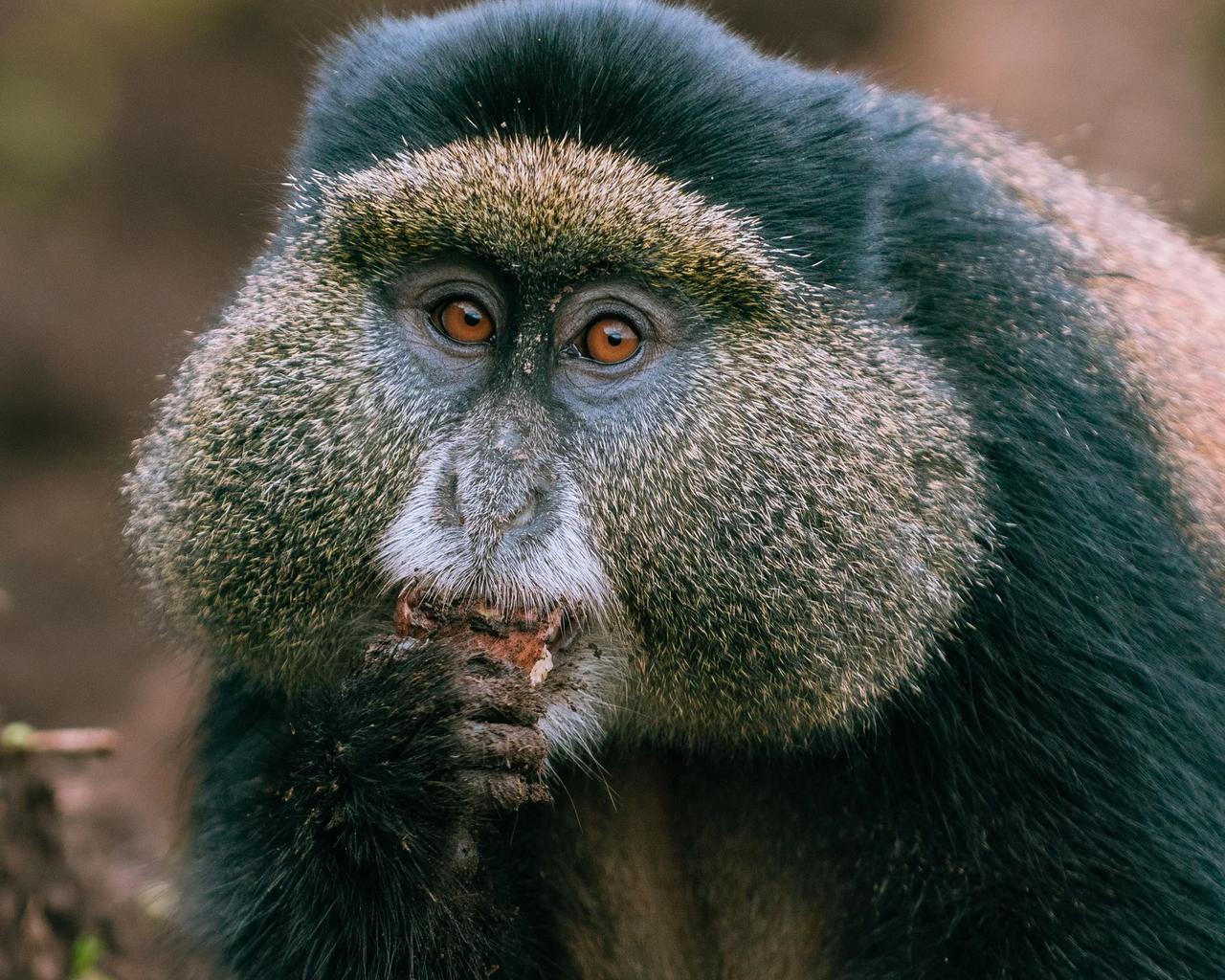 A golden monkey pauses mid-bite in the bamboo belt