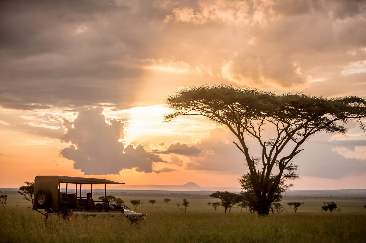 A safari vehicle stands beneath a vast acacia as the corridor sun sets