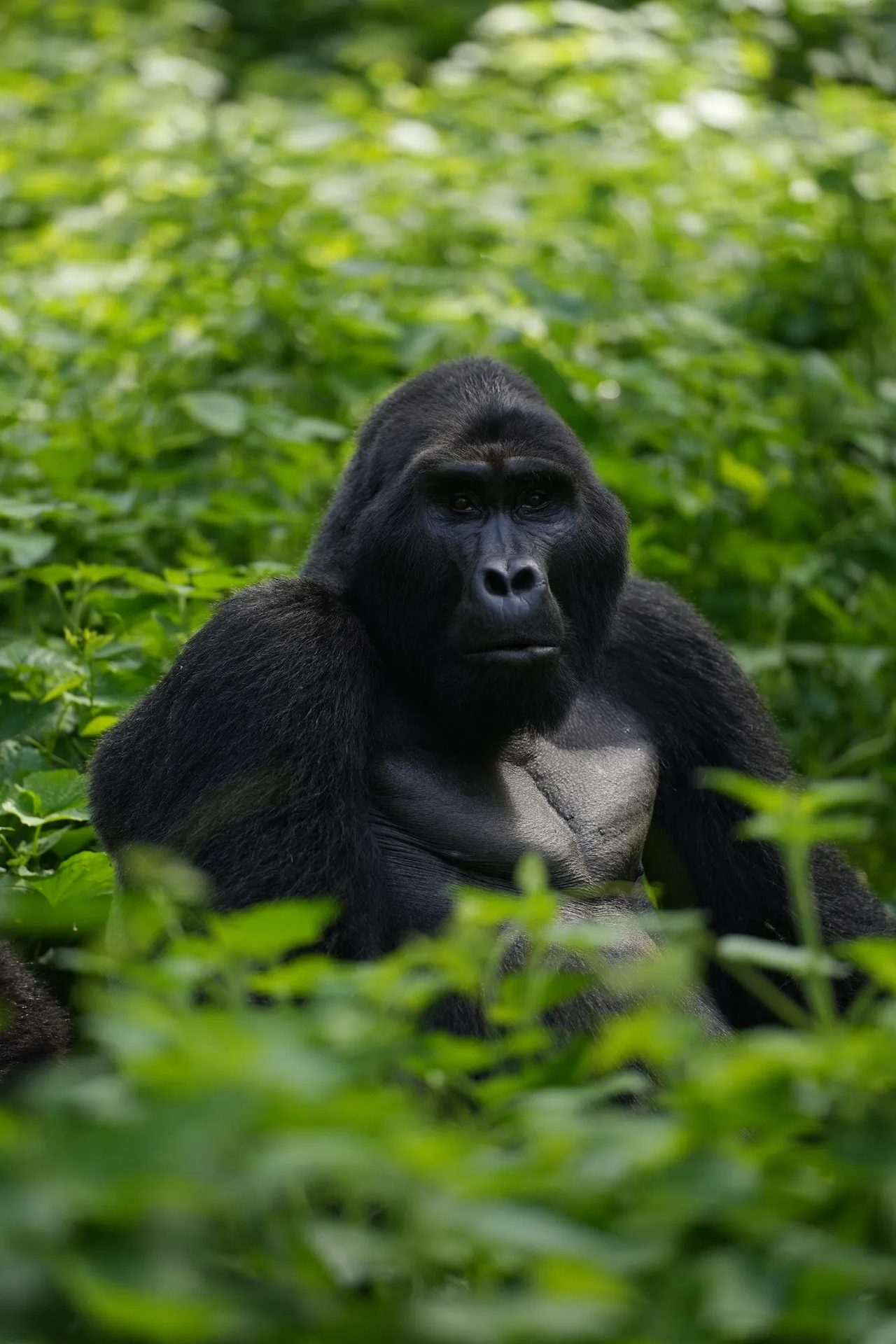 Trekkers moving through the forest of southern Bwindi towards a gorilla family
