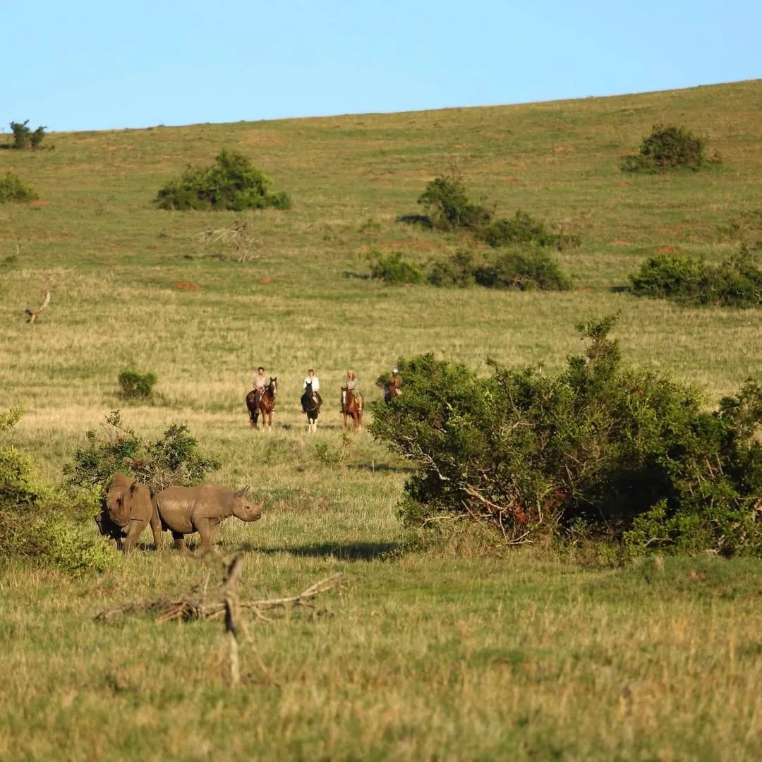 Riders on horseback among grazing game in Lake Mburo National Park