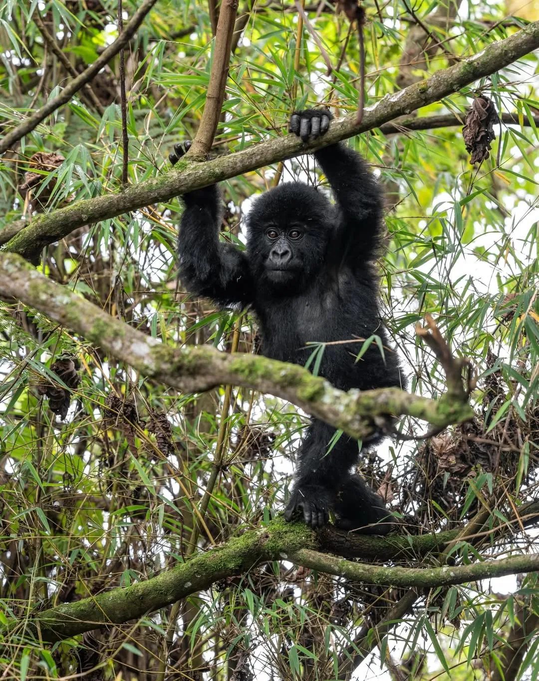 A young gorilla swings through the branches of the forest