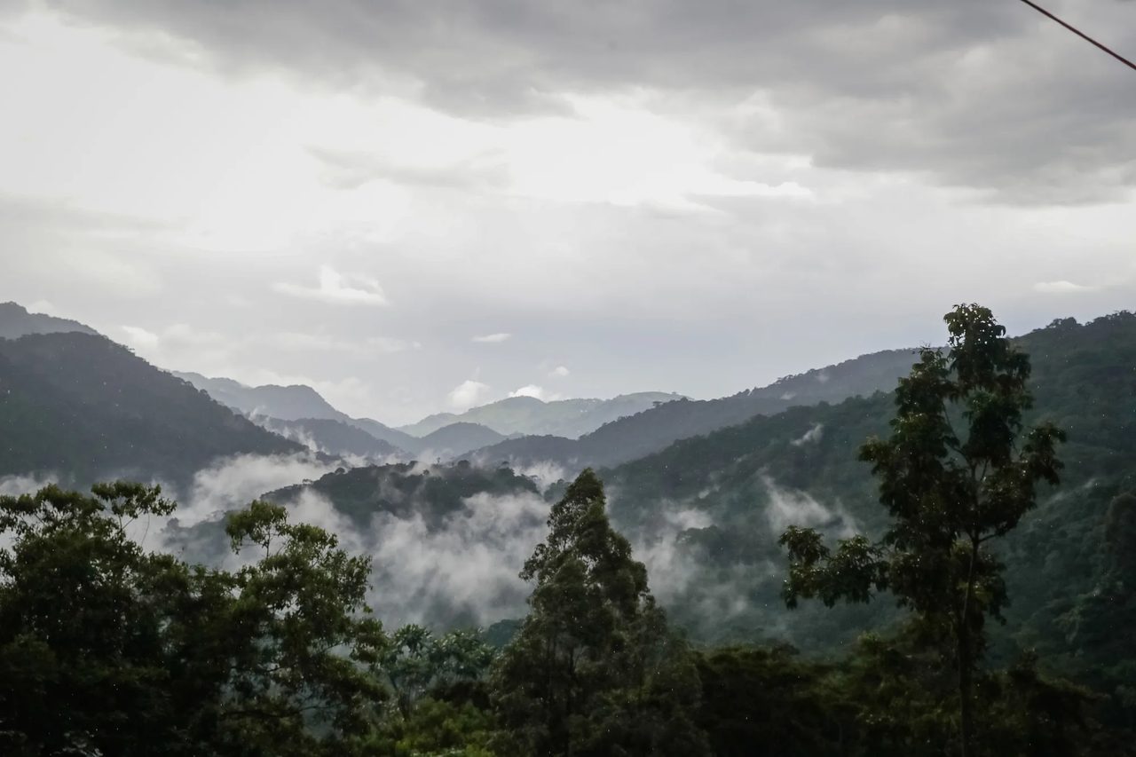 Morning mist hangs over the forested hills of gorilla country