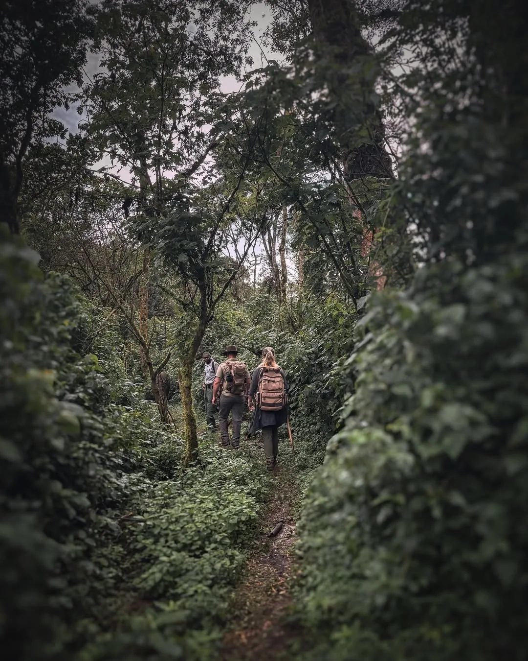 A trekking party climbs the forest trail