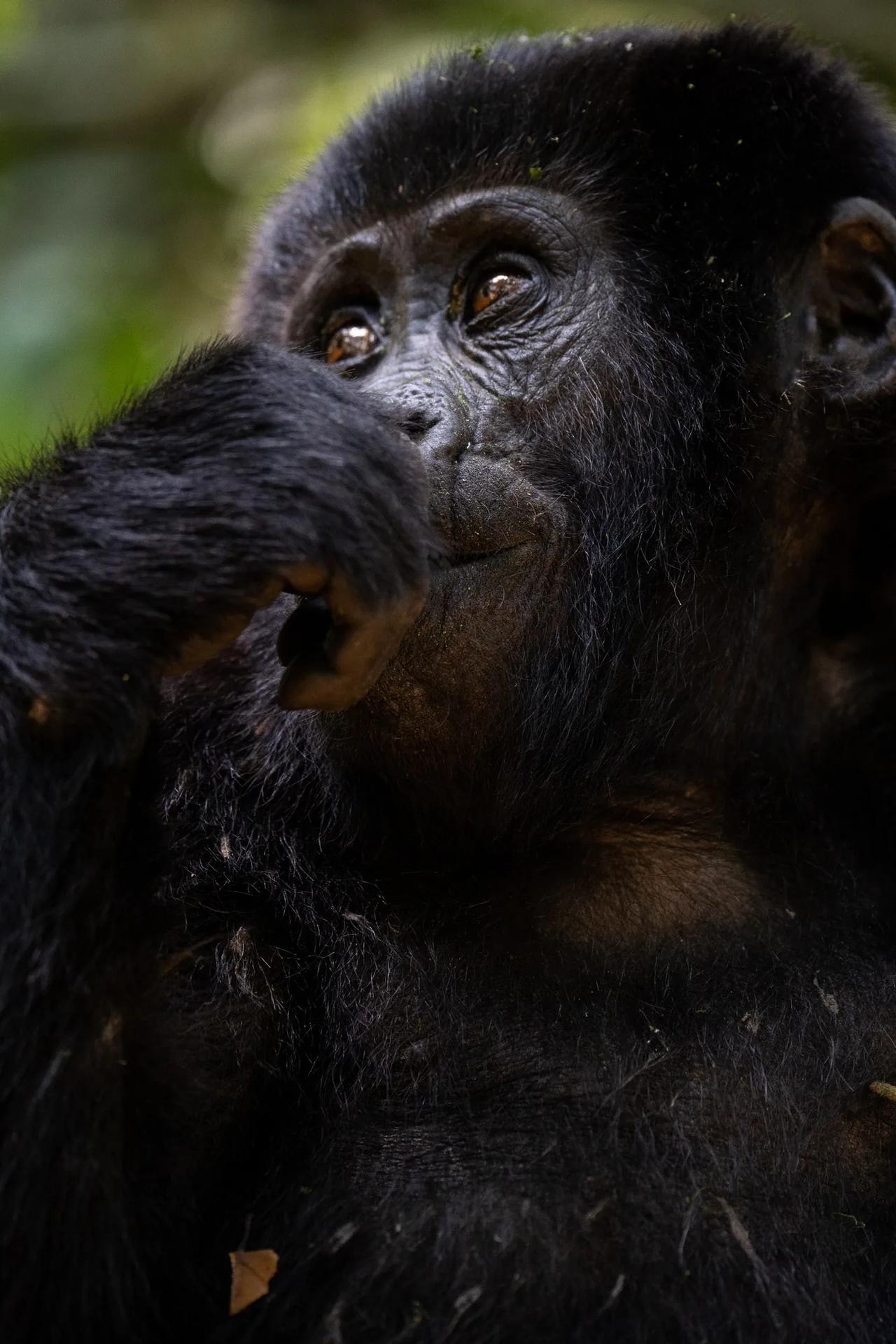 A young gorilla pauses mid-meal in the dark of the forest