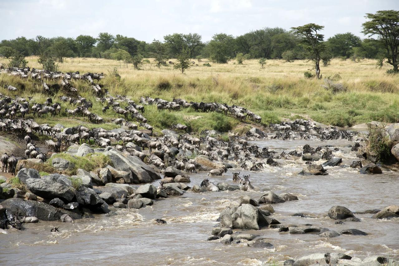 Wildebeest pick their way across a rocky river crossing