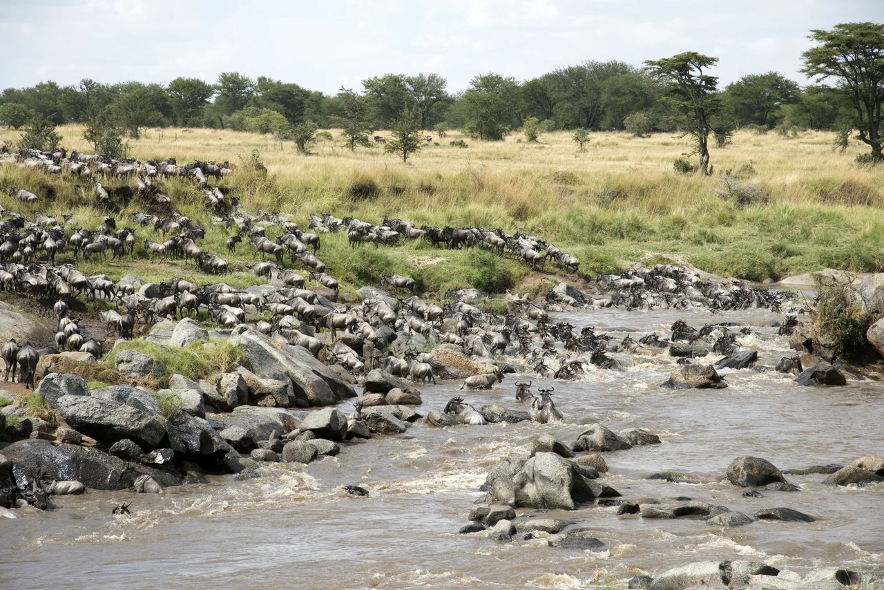 Wildebeest pick their way across a rocky river crossing