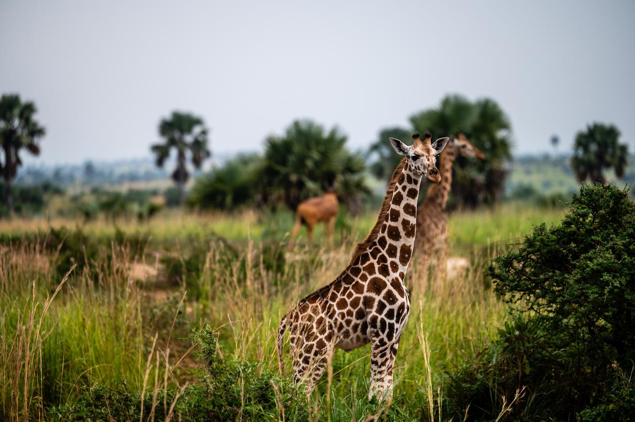 Two giraffes stand in long green grass, with a hartebeest and tall palms behind