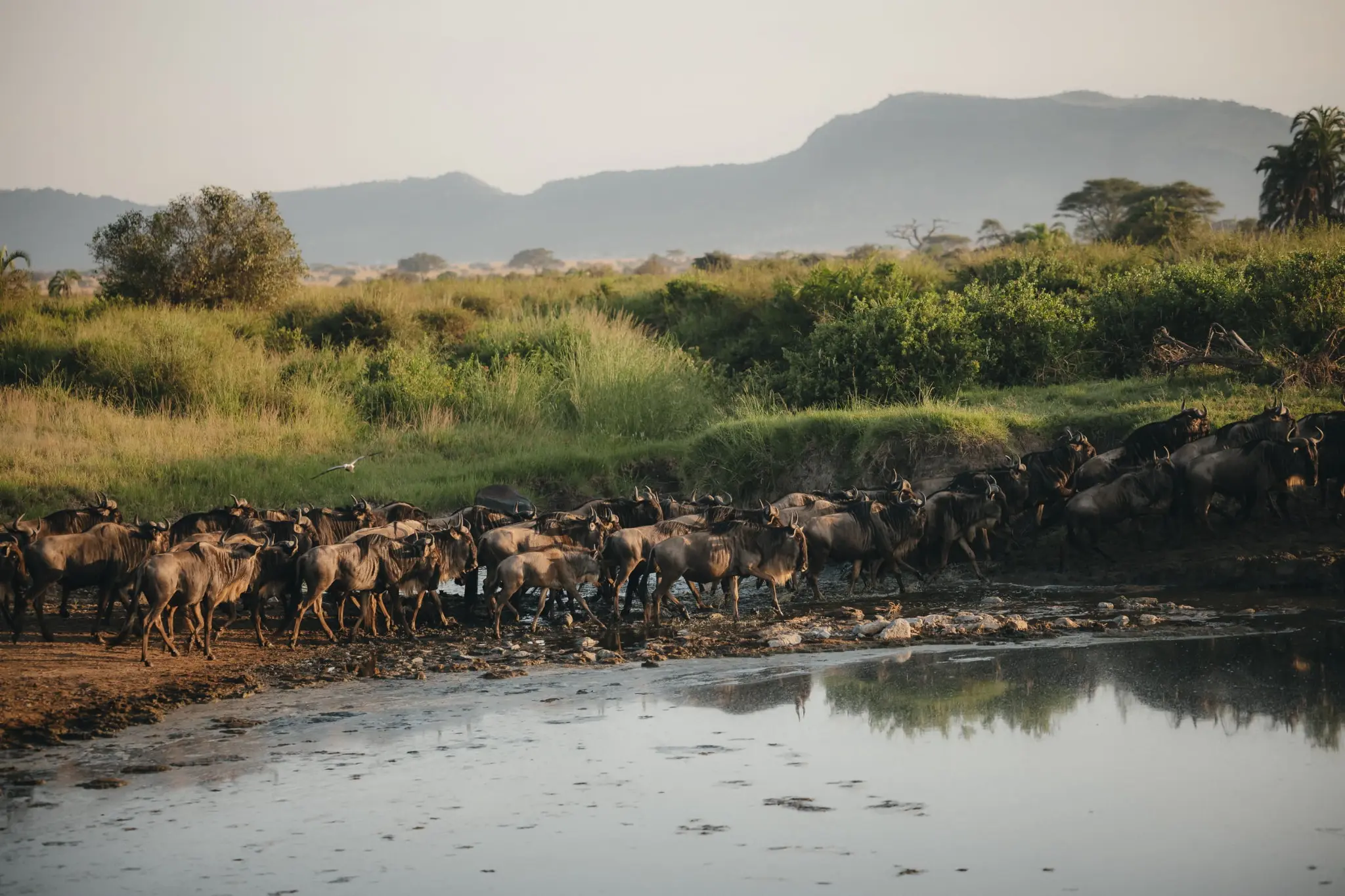 The Migration & Crater safari journey